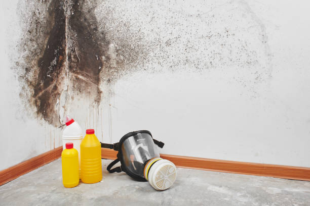 Best Crawl Space Mold Removal  in Amity, OR