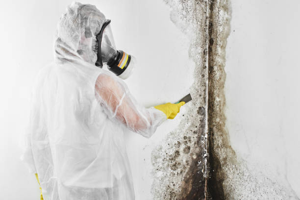 Mold Removal and Inspection in Amity, OR