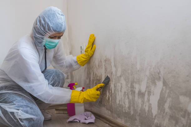 Best Certified Mold Removal  in Amity, OR