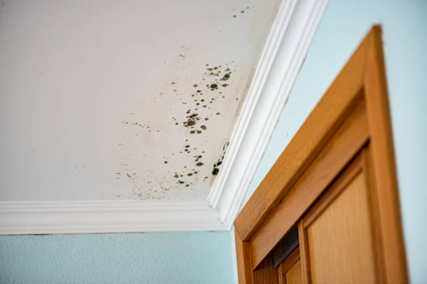 Amity, OR Mold Removal Company