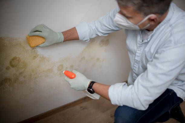 Best Emergency Mold Removal  in Amity, OR
