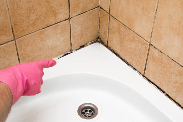 Best Home Mold Removal  in Amity, OR